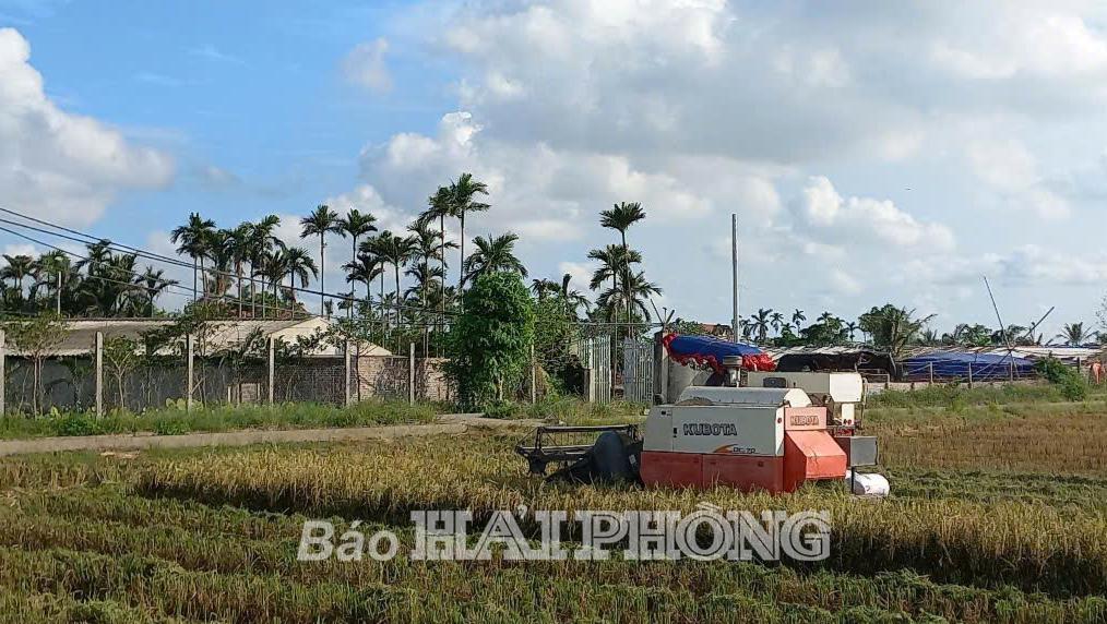 Năng suất lúa mùa dự kiến chỉ đạt 37,71 tạ/ha